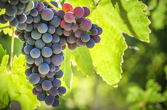 ancient wineskin ancient wineskin