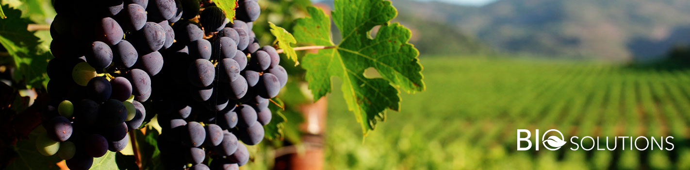 BioSolutions Vigne DE SANGOSSE