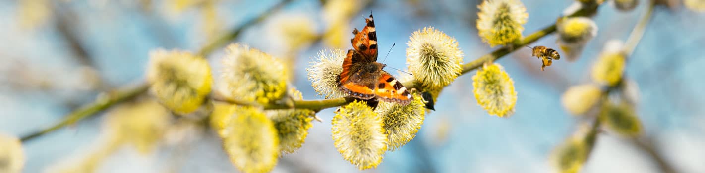 Phytothérapie DE SANGOSSE