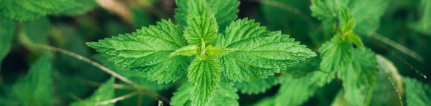 Phytothérapie agricole DE SANGOSSE ortie