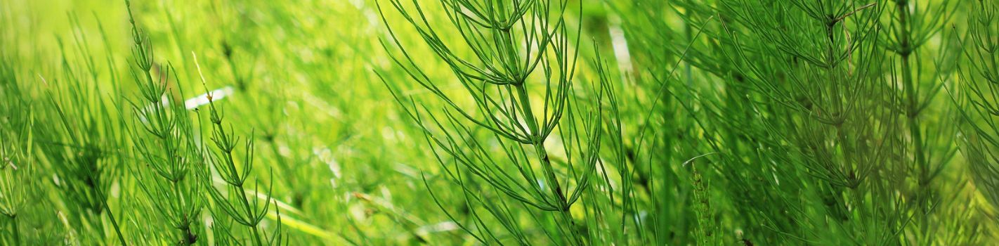 Phytothérapie agricole DE SANGOSSE prele