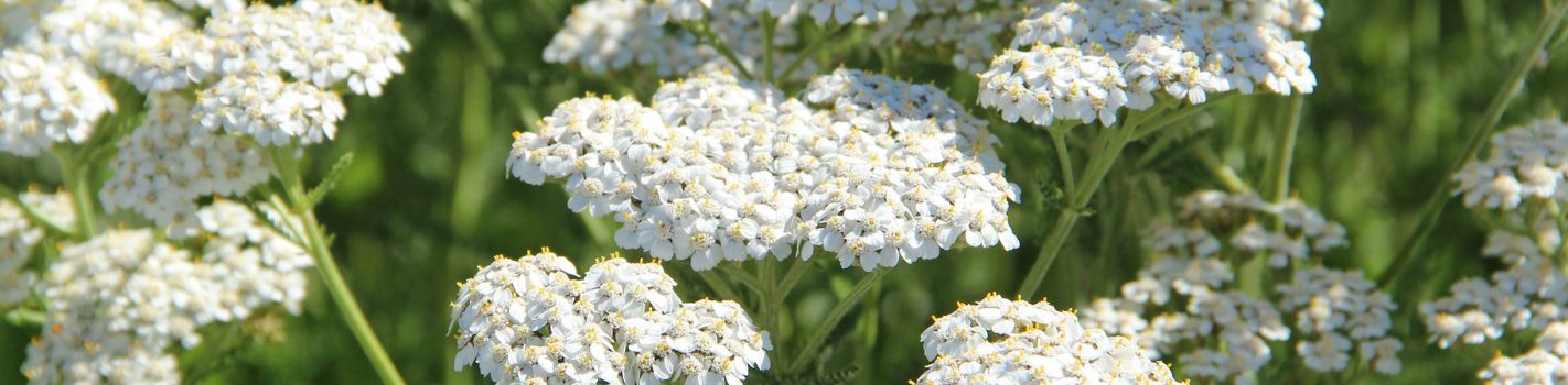 Phytothérapie agricole DE SANGOSSE Achillée Millefeuille