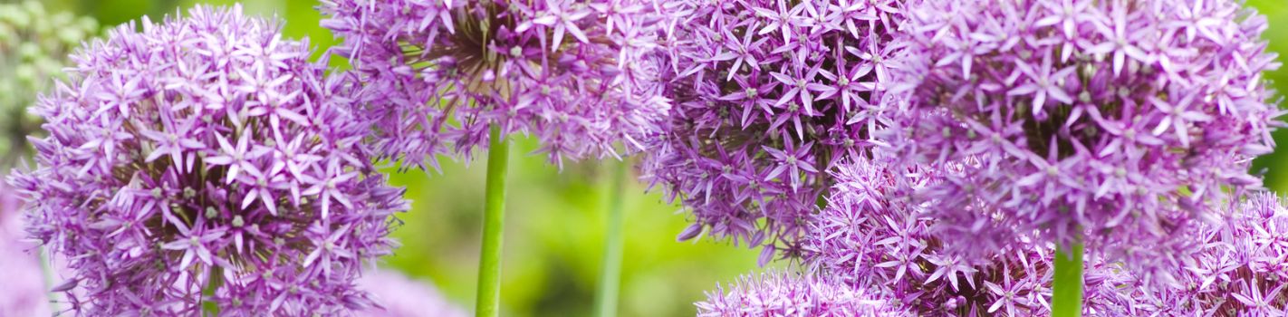 Phytothérapie agricole DE SANGOSSE Ail