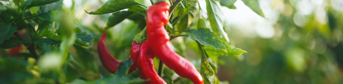 Phytothérapie agricole DE SANGOSSE Piment