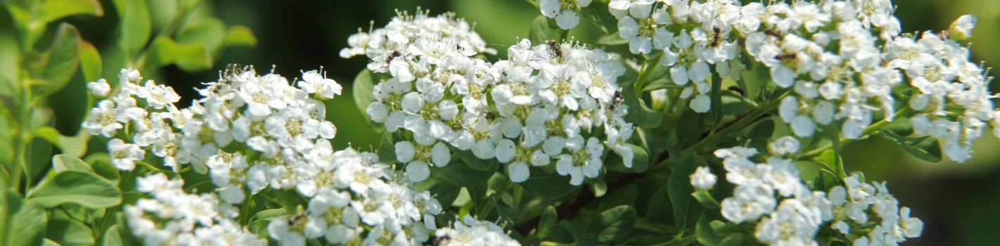 Phytothérapie agricole DE SANGOSSE Reine des Prés
