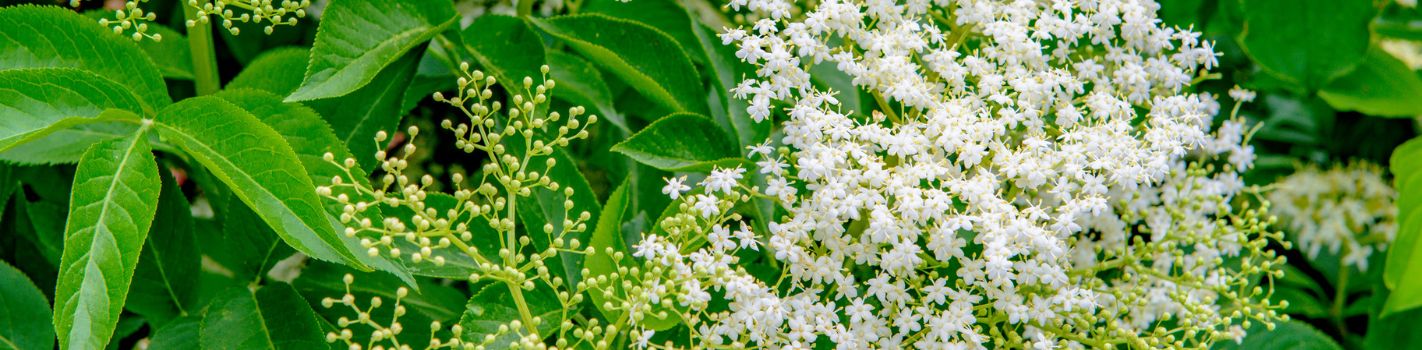 Phytothérapie agricole DE SANGOSSE Sureau Noir